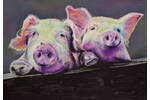 Disco pigs_Unmounted_MG_4194.png
