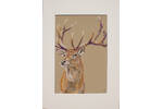 King of the forest_ Mounted_MG_4205.png