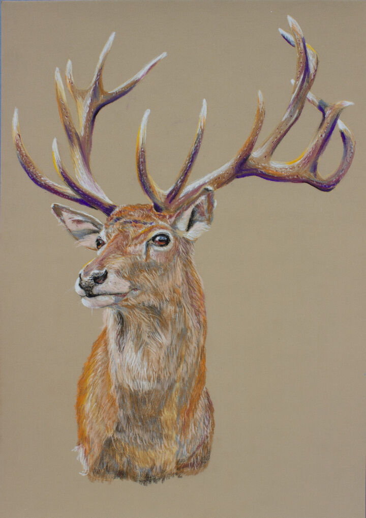 &#039;King of the Forest&#039;
