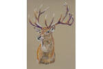 King of the forest_unmounted_MG_4201.png