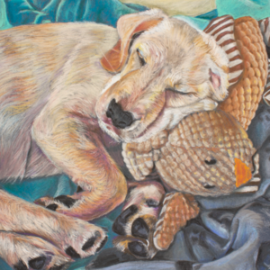 A pastel drawing of a young puppy with his cuddly toy when we brought him home.